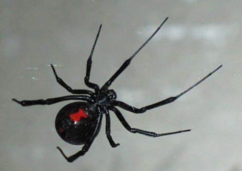 Black Widow